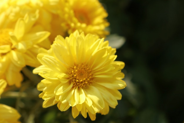 Flor de crisântemo para vender