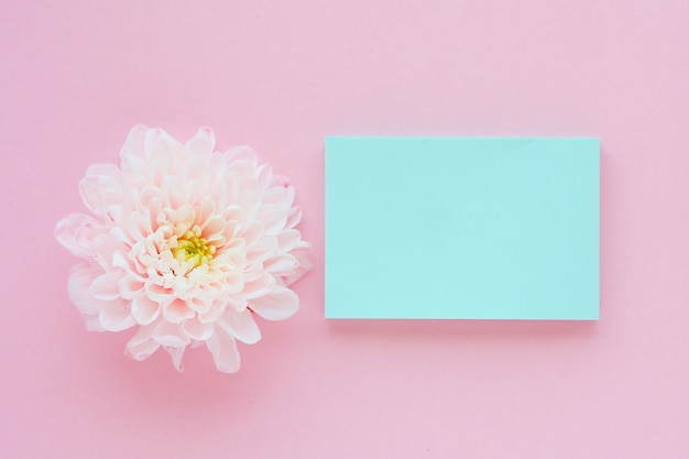 flor de crisântemo rosa claro com um meio verde-amarelo e um adesivo azul em uma mesa rosa.