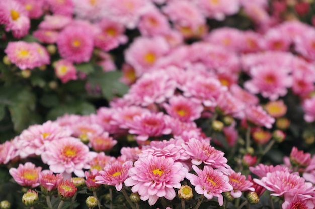 Flor de crisântemo rosa em tropical