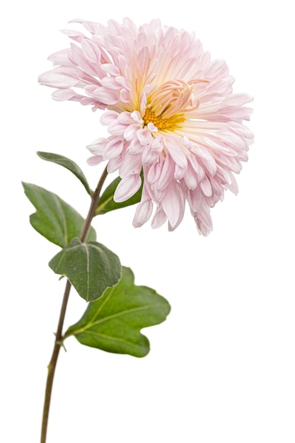 Foto flor de crisantemo rosa isolada em fundo branco
