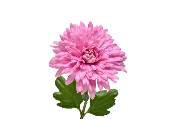 Flor de crisântemo rosa isolada no fundo branco. Teste padrão floral, objeto. Postura plana, vista superior