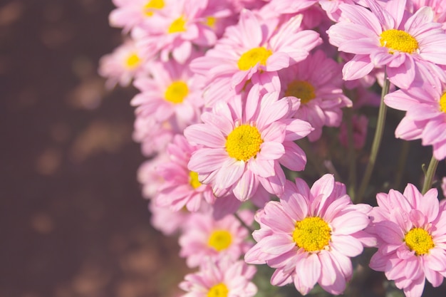 Flor de crisântemo rosa linda