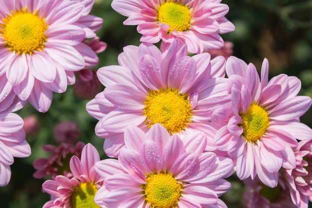 Flor de crisântemo rosa linda