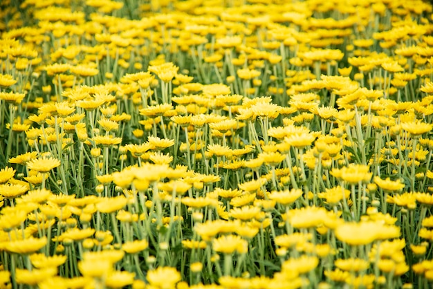 Flor de crisântemo.