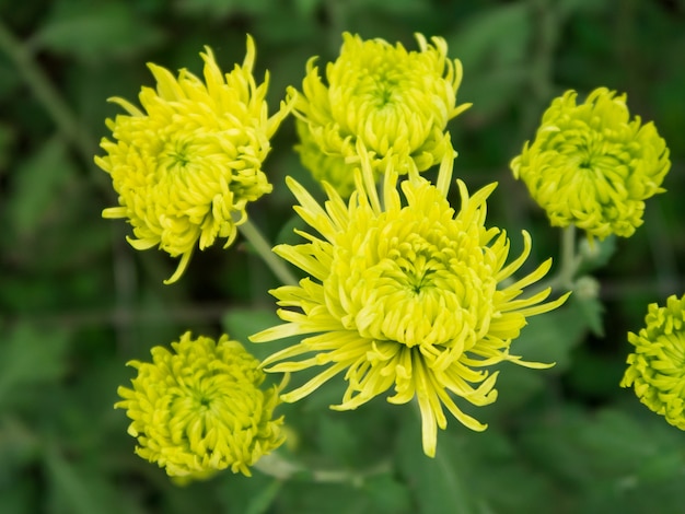 Flor de crisântemo