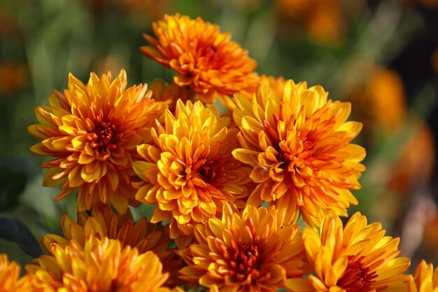 Foto flor de crisântemos brilhantes laranja no outono mães ou crisântemos da família asteraceae fundo de outono para um lindo cartão de felicitações a flor de outono estilo japonês coreano foco suave