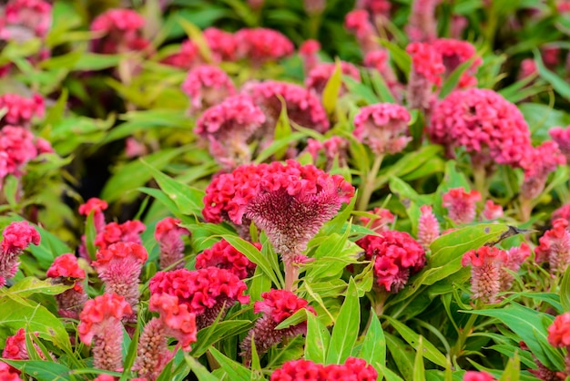 Flor de crista de plumas