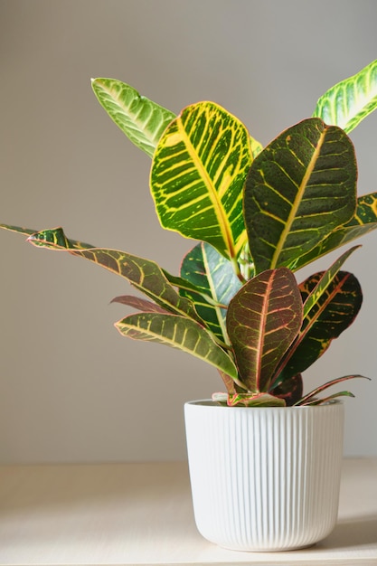 Flor de croton em uma panela branca sobre uma mesa de madeira sobre um fundo cinza