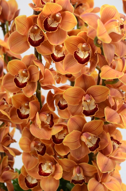 Flor de cymbidium laranja para plano de fundo