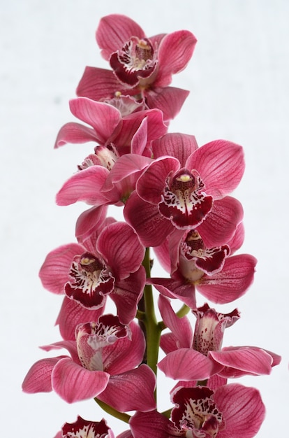 Flor de cymbidium rosa para plano de fundo