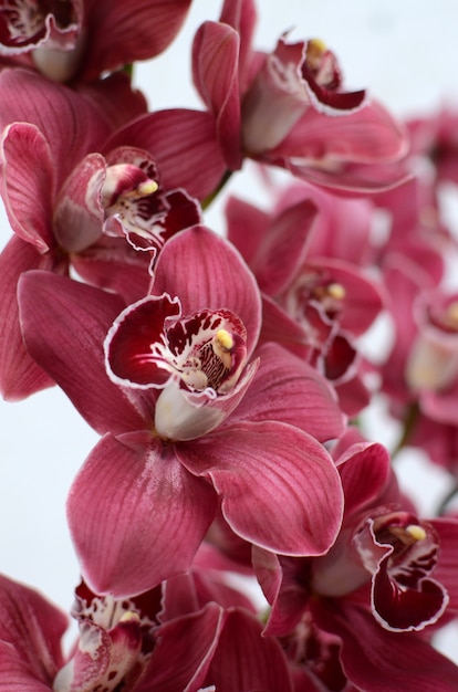 Flor de cymbidium rosa para plano de fundo