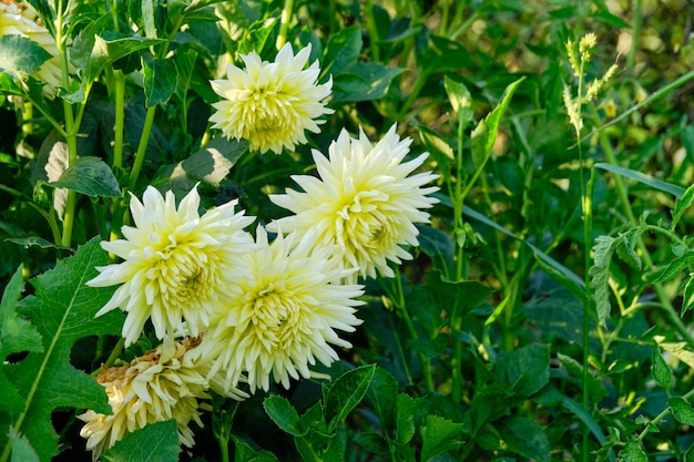 Flor de dália branca crescendo no terreno dacha em dia ensolarado