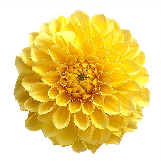 Foto flor de dália com cor amarela e pombo como as flores clipart isoladas em branco bg natural