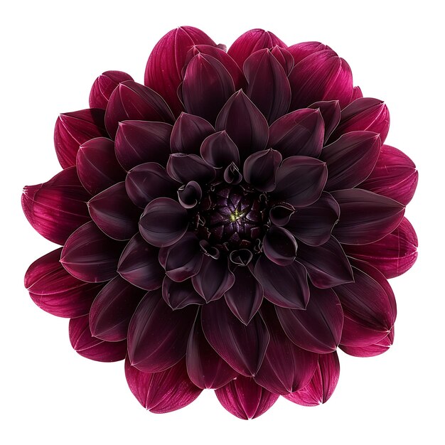 Flor de dália com cor burgundy profunda e velvetada o Flowe Clipart isolado em branco BG Natural