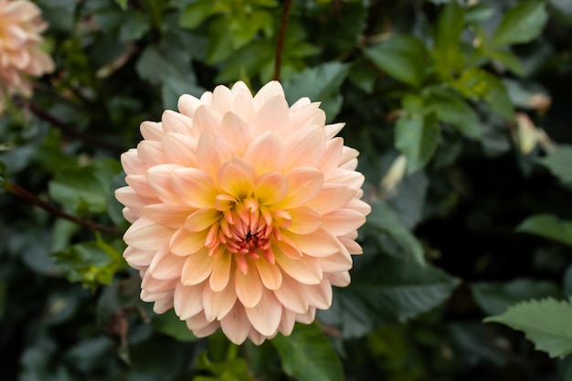 Flor de dália cor de pêssego no jardim