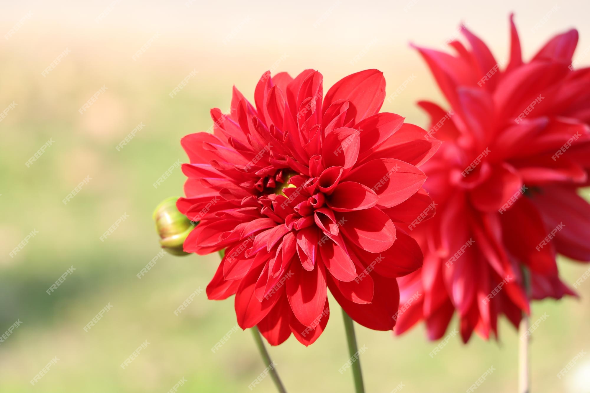 Flor de dália flor linda flor de dália vermelha | Foto Premium