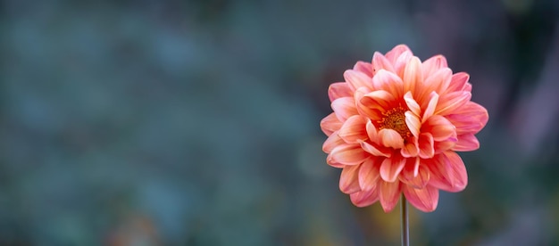 Flor de dália rosa em fundo natural com espaço de cópia Cartão floral