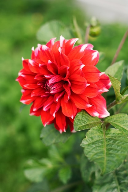 Foto flor de dália vermelha e branca no jardim