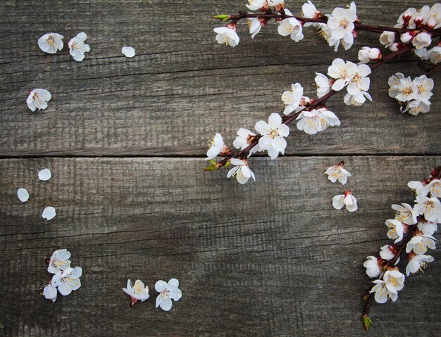 Flor de damasco de primavera