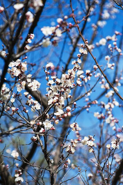 flor de damasco