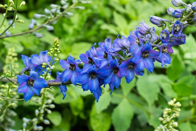 Flor de delphinium azul brilhante no jardim