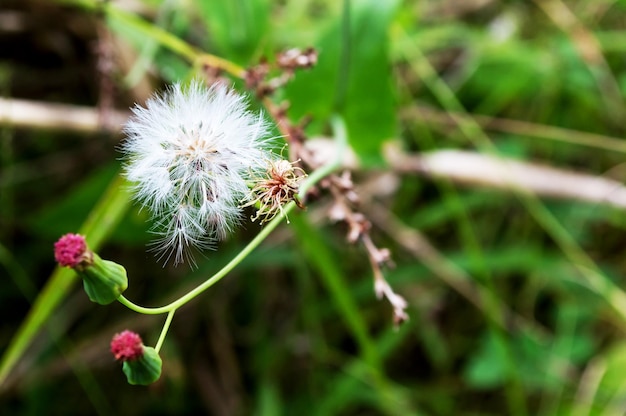 Flor de dente-de-leão aberta e dois botões ao lado e fundo desfocado