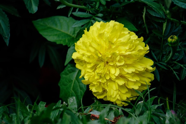 flor de dente de leão amarelo