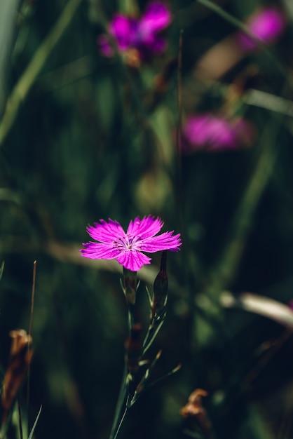 Foto flor de dianthus rosa no prado