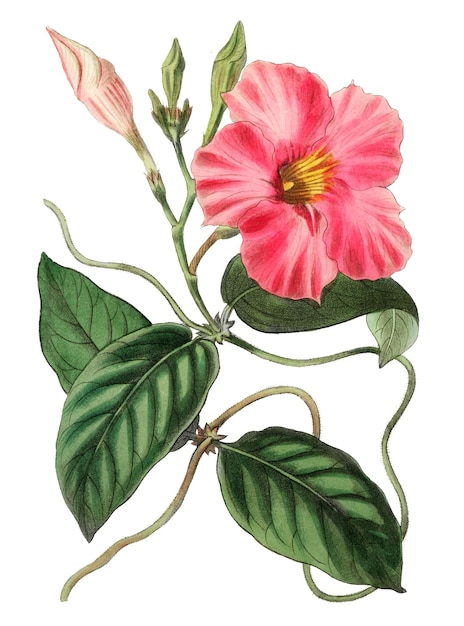 Flor de dipladênia rosa ilustração botânica vintage