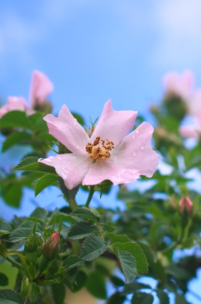 Flor de dogrose e gotas de água