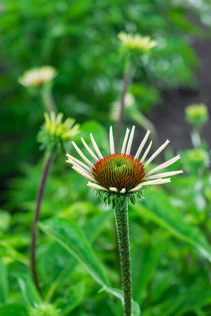 Flor de Echinacea purpurea