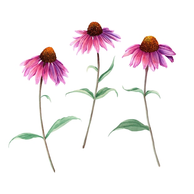 Flor de erva Echinacea Aquarela ilustração isolada em branco