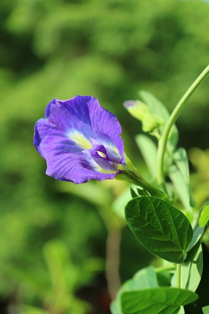 Flor de ervilha borboleta linda roxa vívida ou Aparajita florescendo na árvore