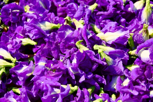 Flor de ervilha borboleta seca na cesta para misturar com água quente para beber