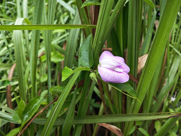 Foto flor de ervilha de borboleta espetada violeta selvagem nos arbustos