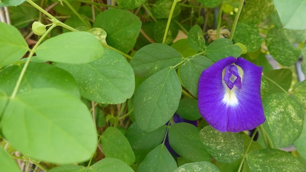 Flor de ervilha roxa para a saúde