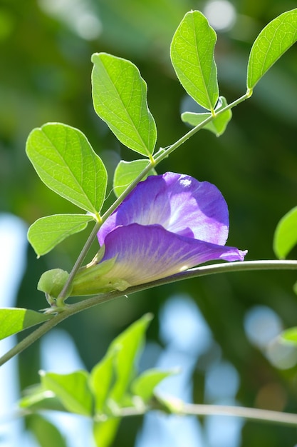 Flor de ervilha