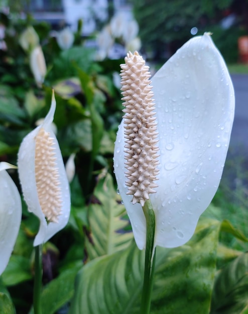 Flor de espacinho branco de perto