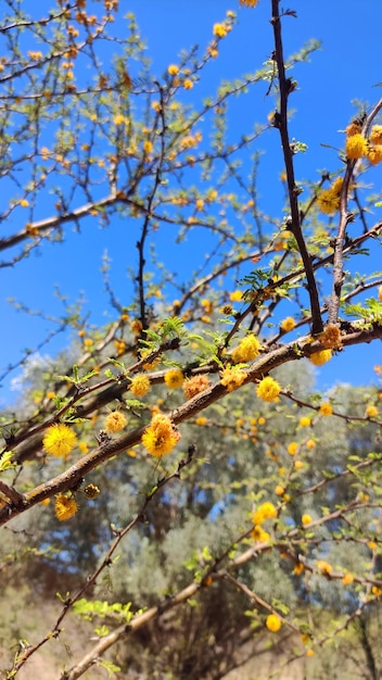 Foto flor de espinilha