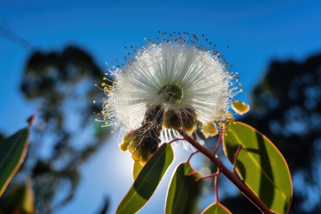 Flor de eucalipto florescendo ao sol da manhã com céu azul claro