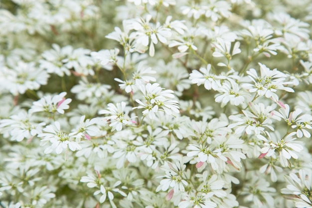 Foto flor de eufórbia com céu azul