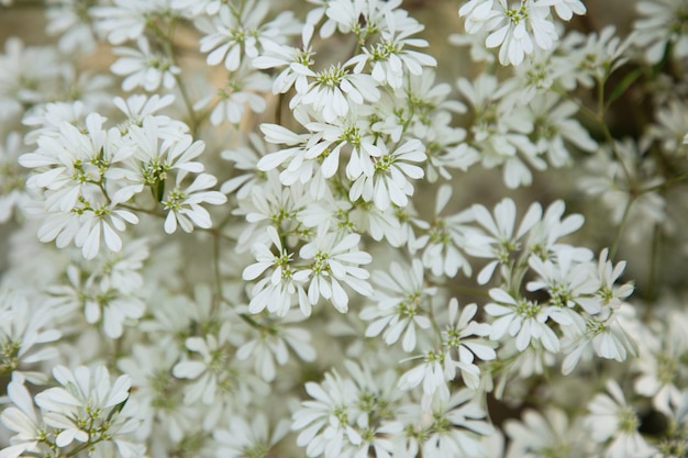 Foto flor de eufórbia com céu azul