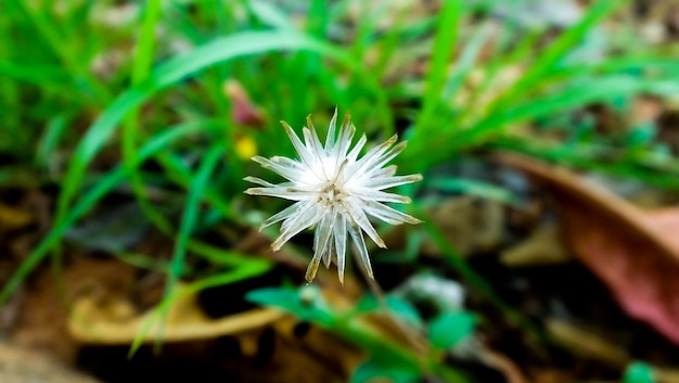 Flor de explosão branca