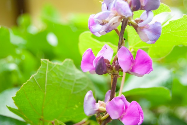 Flor de Feijão Purpureus Lablab