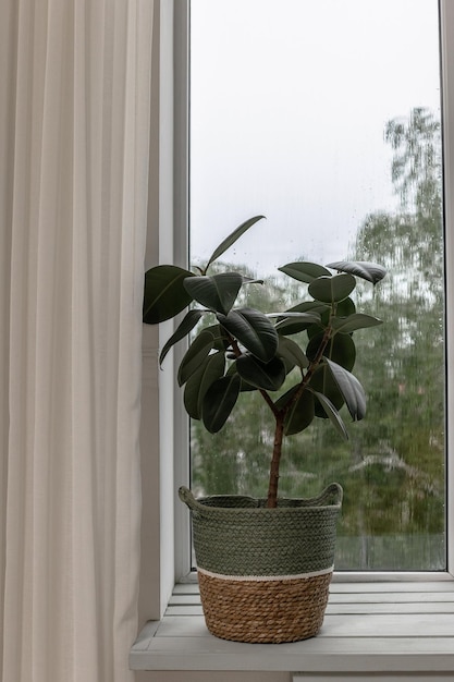 Flor de ficus em casa na janela chuva fora da janela