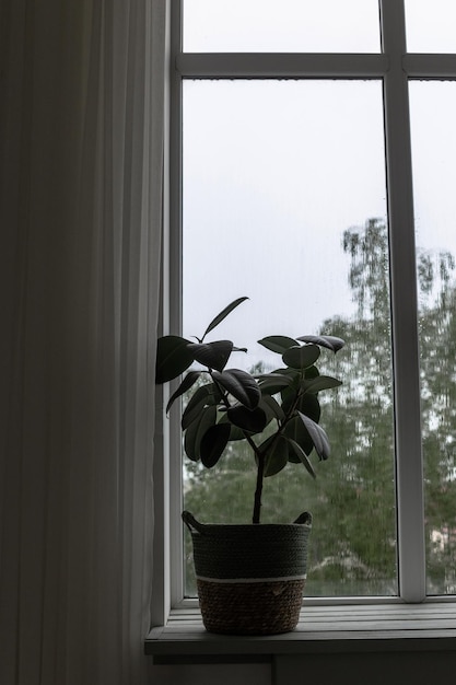 Flor de ficus em casa na janela Chuva fora da janela