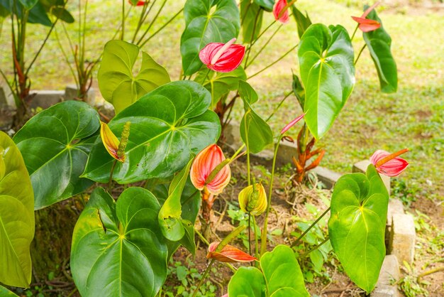 Flor de flamingo Anthurium sp. Anthurium andraeanum (Flamingo Flower) As Folhas Flores.