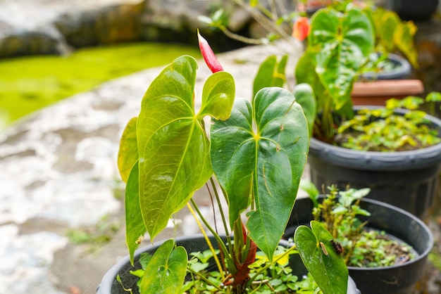 Flor de flamingo Anthurium sp. Anthurium andraeanum (Flamingo Flower) As Folhas Flores.