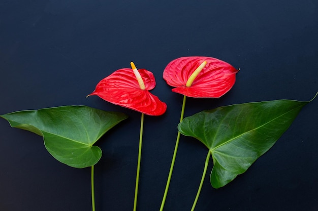 Flor de flamingo ou antúrio pigtail