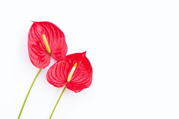 Flor de flamingo ou antúrio pigtail